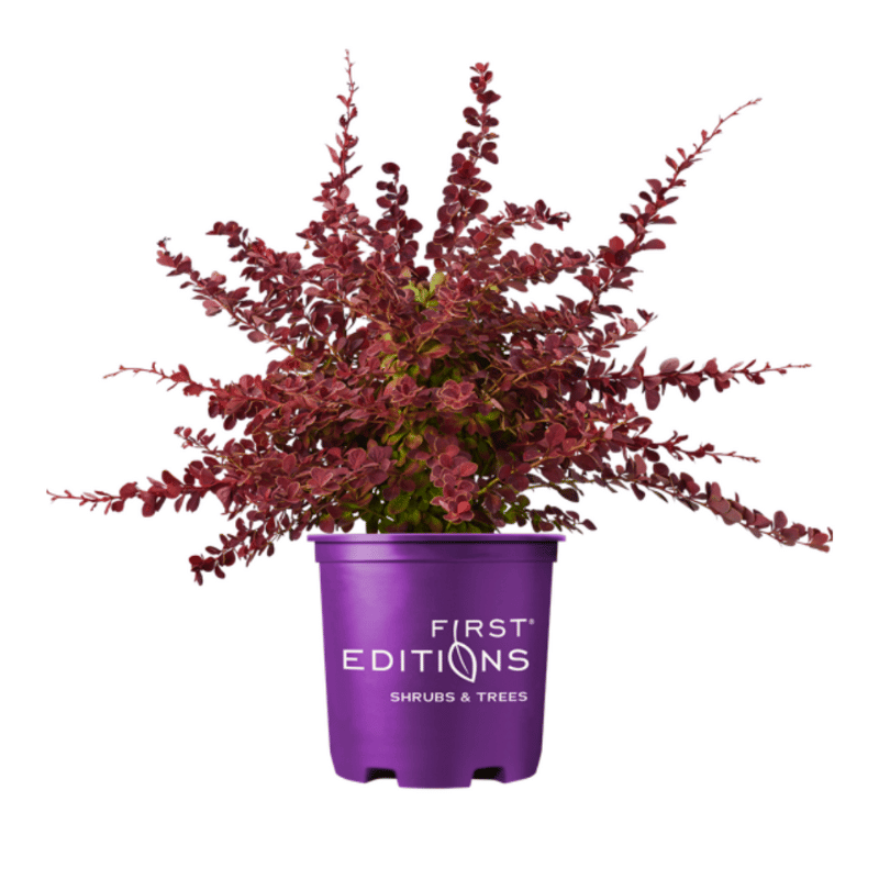 First Editions plants brand logo